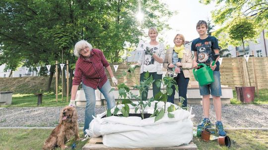 Własna grządka w centrum miasta. CSK rusza z akcją "Rosnę"