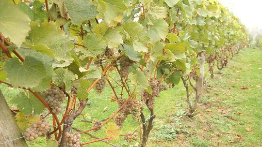 Własna winnica. Na Lubelszczyźnie to też możliwe