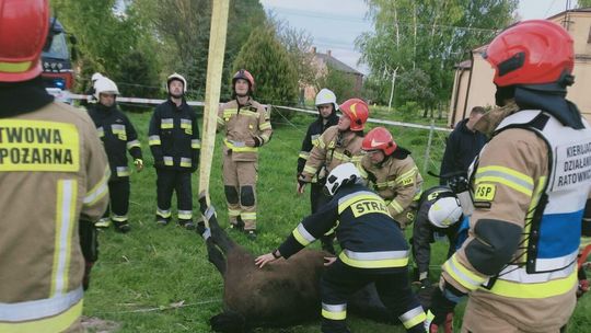 Właz załamał się pod koniem. Interweniowali strażacy