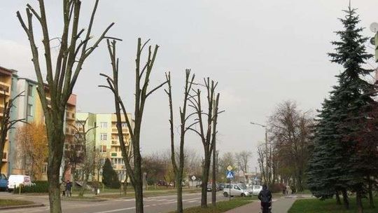 Włodawa coraz mniej zielona