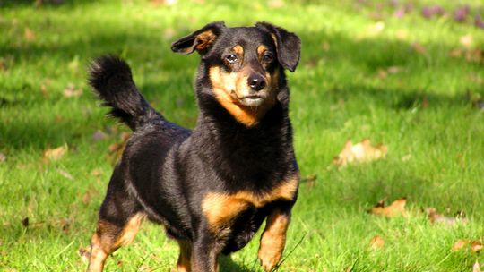 Włodawa. Kodowanie czworonogów