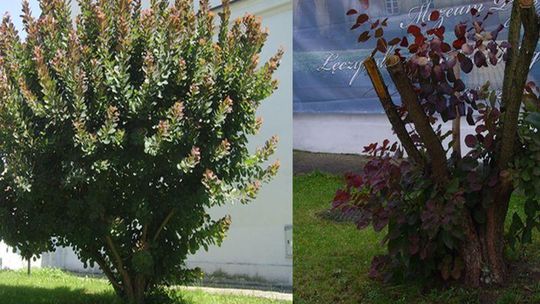 Włodawa: Perukowiec zasłaniał baner, więc go wycięli