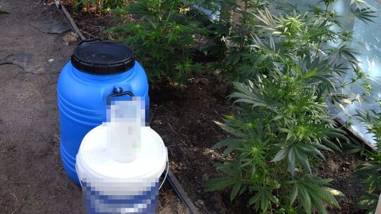 Włodawa: Policja rozbiła plantację konopi. 37-latkowi grozi nawet 20 lat więzienia