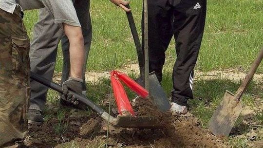 Włodawa: Posadzą nowe cisy, dęby i platany