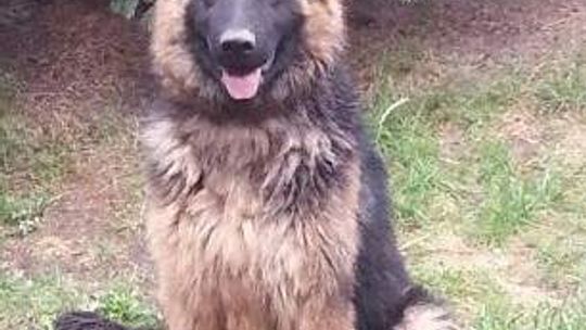 Włodawa: Zaginął owczarek, właściciele proszą o pomoc