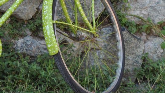 Włodawa: Znalezione w lesie rowery czekają na właścicieli 