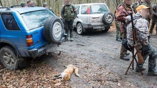 Wojewoda zakazał polowań zbiorowych. Co się stało?