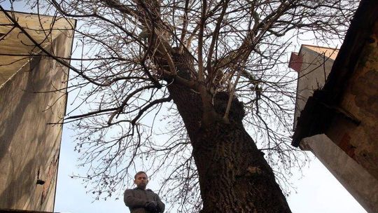 Wojna o drzewo przy ul. Radziwiłłowskiej. Sąsiad zablokował wycinkę