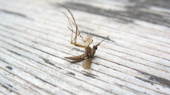 Wojna z komarami. Będą dodatkowe opryski w Puławach