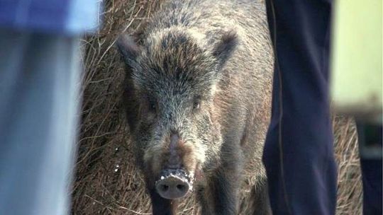 Wojska Obrony Terytorialnej nie pójdą na wojnę z dzikami