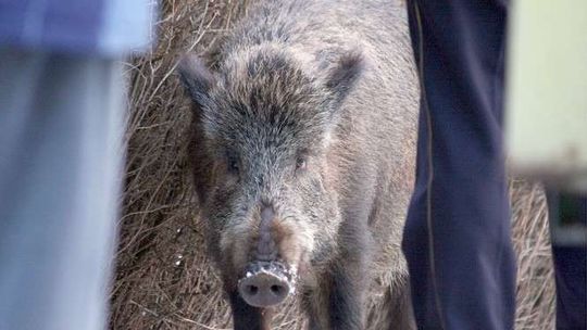 Wojsko rusza do lasu na dziki. Wszystko z powodu ASF