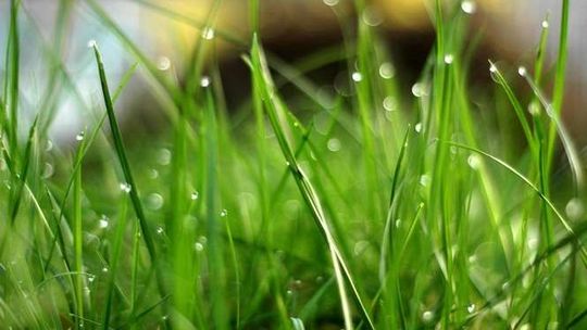 Wójt łamie zakaz podlewania trawników? "Nie podlewałem na swojej posesji"