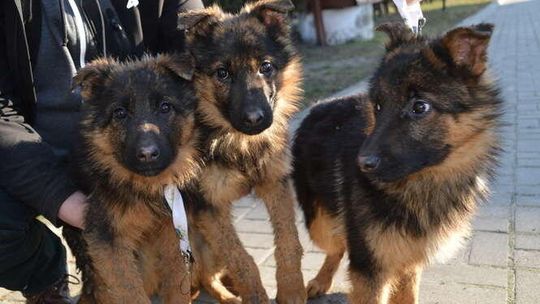 Wójt oferuje znaczącą nagrodę pieniężną za wskazanie sprawcy. Kto podpadł urzędowi?