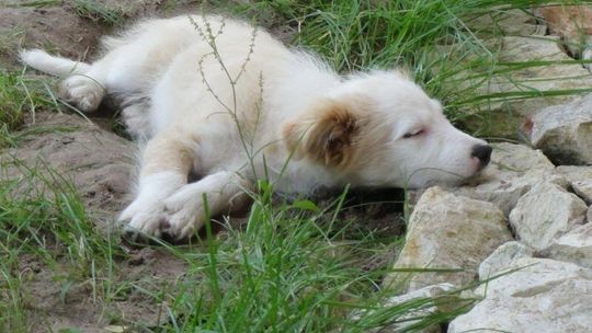 Wójt Tereszpola zajmie się porzuconym szczeniakiem