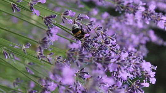 Wokół Zdrowia z Botanikiem