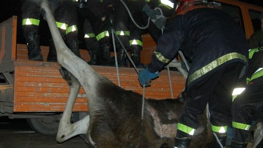Wólka Dobryńska: Białoruskie samochody zabiły łosia