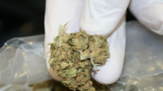 Wpadka mieszkańca Łęcznej. Naczelnik wyczuł specyficzną woń