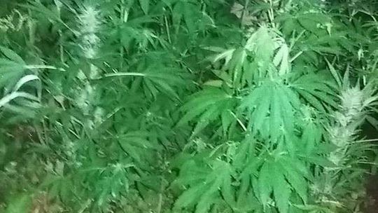 Wpadka ogrodników. Podlewali konopie indyjskie