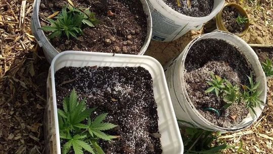 Wpadł, bo postanowił podlać nielegalne rośliny. W domu miał dopalacze