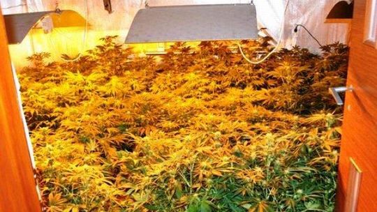 Wpadł na nielegalnej plantacji: 100 krzaków konopi indyjskich (wideo)
