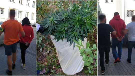 Wpadli na gorącym uczynku w lesie. Para pielęgnowała plantację konopi