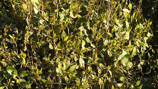 Wpadli z 'afrykańską amfetaminą' KHAT