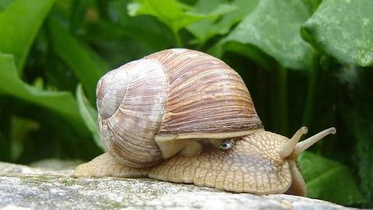 Wpadły z ślimakami. Nielegalny skup winniczków pod Grabowcem