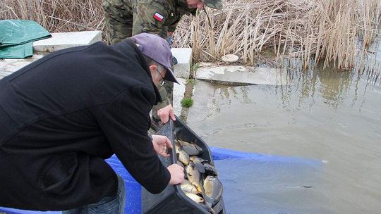 Wpuszczają ryby do zalewu w Kraśniku