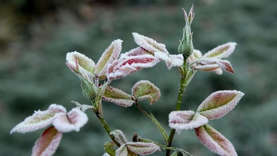 Wracają przymrozki. IMGW wydał ostrzeżenie dla woj. lubelskiego