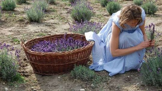 Wróciła z Warszawy i założyła plantację lawendy. "Marzenie się spełniło"