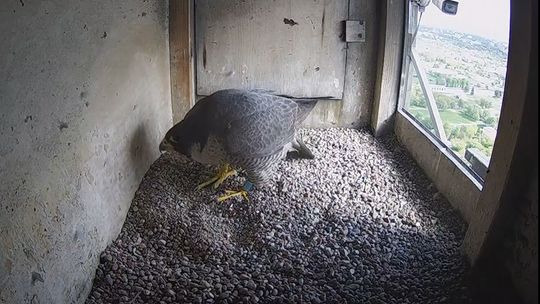 Wrotka zniknęła, przy gnieździe nowa sokolica. Skąd jest Ziuta?