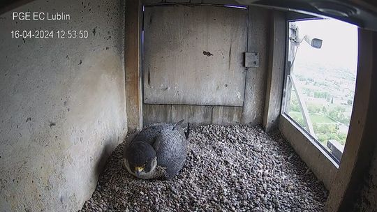 Wrotki nie ma, Czart wysiaduje jaja. Co z sokołami na kominie elektrociepłowni?