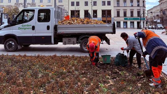 Wrzosy, ozdobne kapusty i bratki. Miasto przystraja się na jesień 