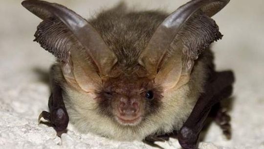 Wścieklizna już nie straszy. Alarm odwołany