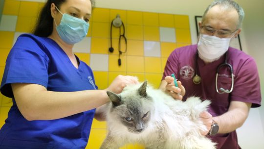 Wścieklizna nadciąga. Szczepienia kotów będą obowiązkowe