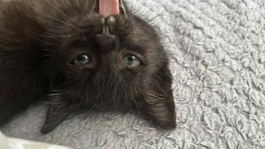 Kot wścieklizna szczepienia