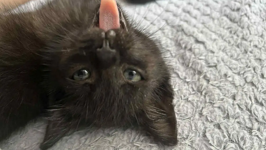 Wścieklizna u kota na Lubelszczyźnie. Zwierzę ugryzło właściciela