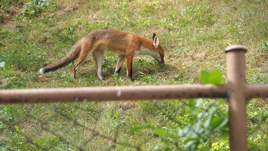 Wścieklizna w Lubelskiem. Zakazy i nakazy nie tylko w powiecie ryckim