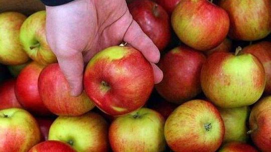 Wsparcie dla rolników: 450 zł za hektar kapusty, 800 zł za jabłka