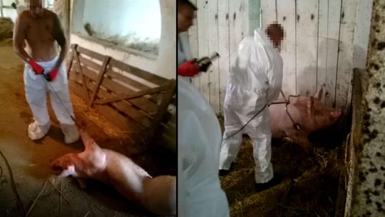 Wstrząsające nagranie z chlewni w woj. lubelskim. Kwik, szczypce z prądem. Tak zabija się świnie zagrożone ASF