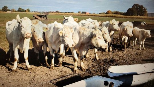 Wstrząsający widok w gospodarstwie. Padłe krowy w oborze, na podwórku i pastwisku