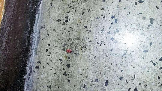 Wszy, odcięty kawałek palca, groźby? Co się działo na koloniach? "Atmosfera była napięta, wezwano policję"