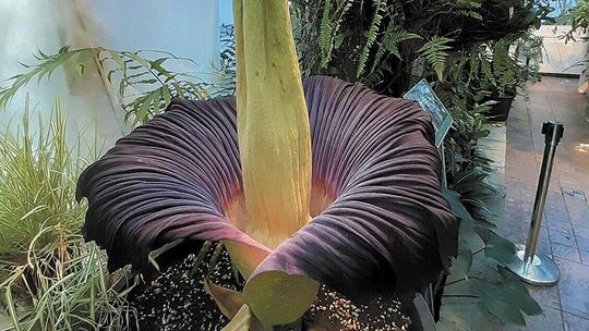 Wszyscy chcieli zobaczyć i poczuć dziwidło olbrzymie