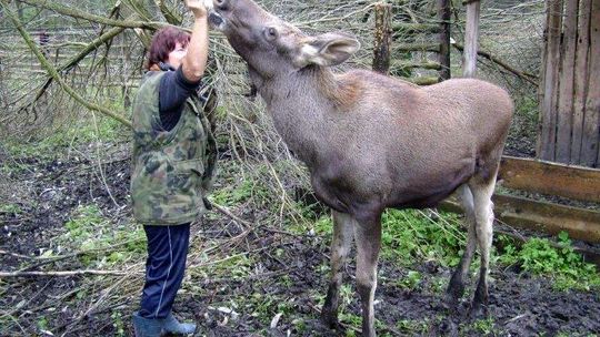 Wszyscy nasi dzicy podopieczni: Łosie, koziołki, dziki i sarny