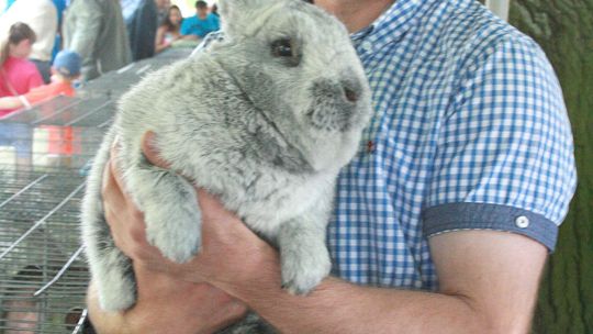 Wszystkie króliki to czyściochy