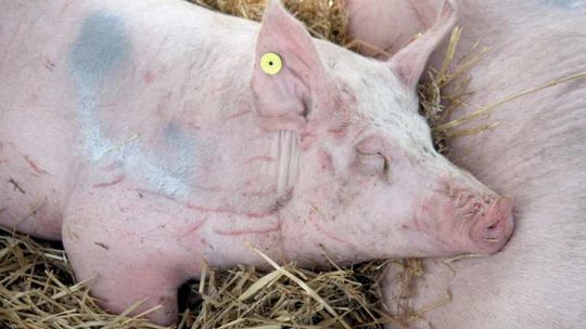 Wszystkie świnie dostały zabawki