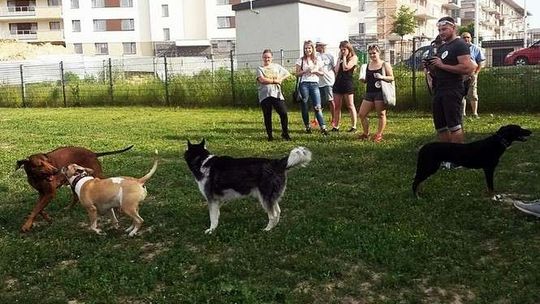 Wszystko dla psa i właściciela. Piknik kynologiczny na Czechowie