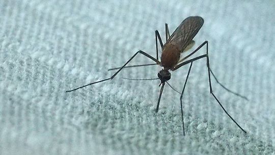 Wszystko o komarach. Jak poradzić sobie z nimi domowymi sposobami?