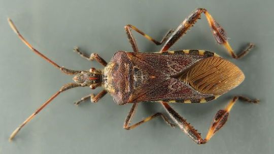 Wtyk amerykański: brzydko pachnie i właśnie włazi do naszych domów