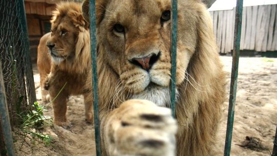 Wybieg dla lwów w ogródku: Simba i Alex żyją koło Wojciechowa (wideo)